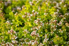 Origanum vulgare 'Thumbles Variety'
