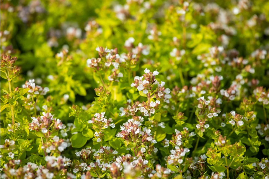 Origanum vulgare 'Thumbles Variety'