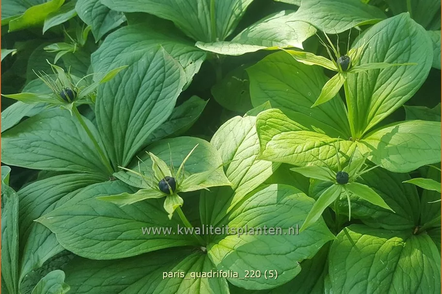 Paris quadrifolia