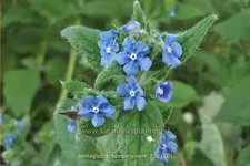 Pentaglottis sempervirens
