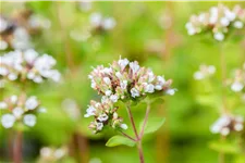 Origanum vulgare 'Thumbles Variety'