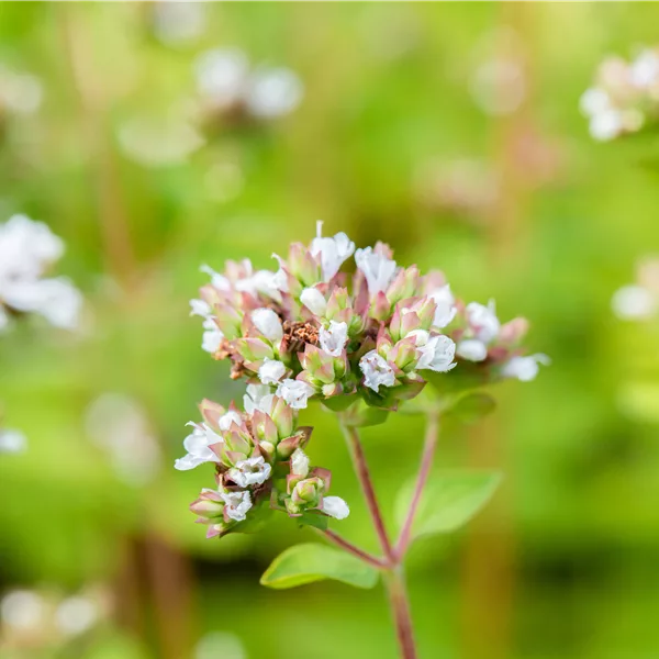 Origanum vulgare 'Thumbles Variety'