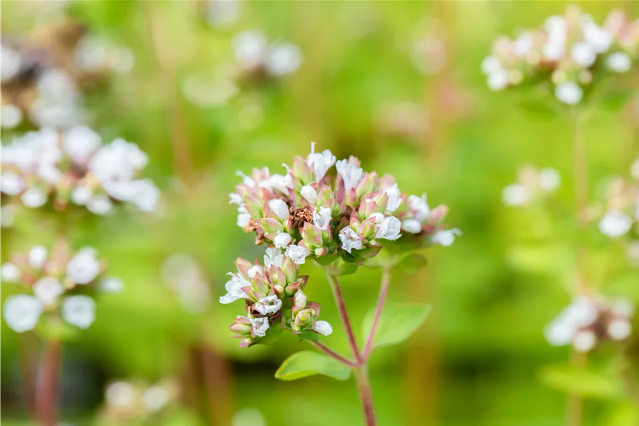 Origanum vulgare 'Thumbles Variety'