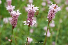 Persicaria bistorta