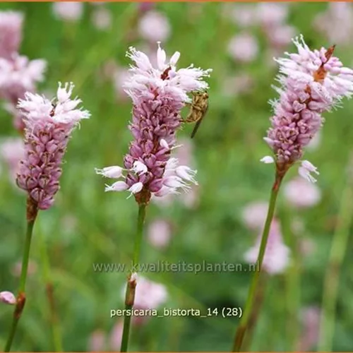 Persicaria bistorta