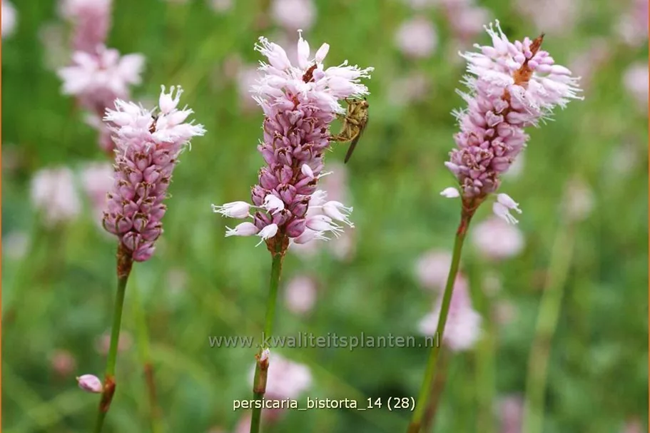 Persicaria bistorta
