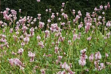Persicaria bistorta