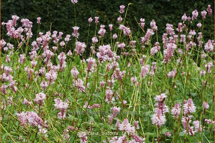 Persicaria bistorta
