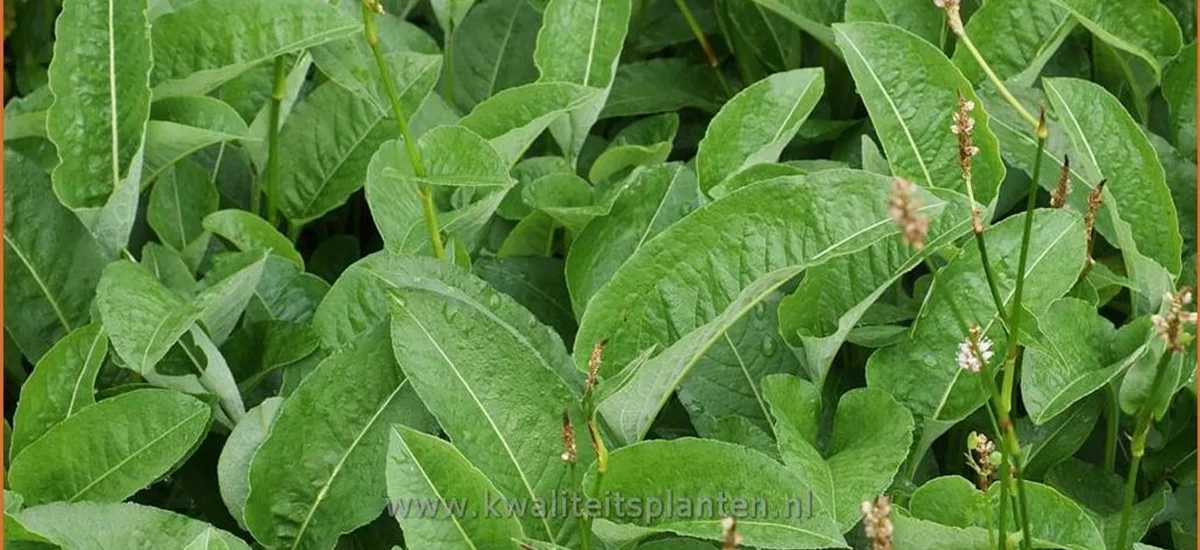 Persicaria bistorta subsp. carnea