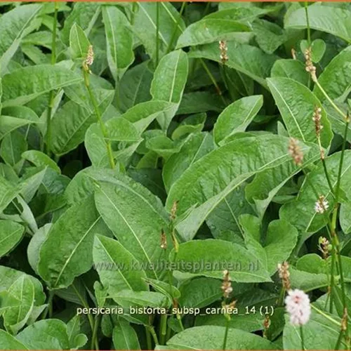 Persicaria bistorta subsp. carnea