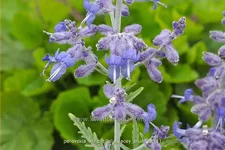 Perovskia atriplicifolia 'Lacey Blue'®