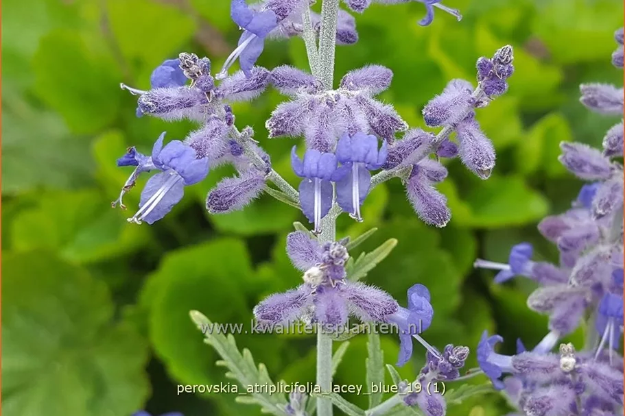 Perovskia atriplicifolia 'Lacey Blue'®