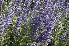 Perovskia atriplicifolia 'Lacey Blue'®