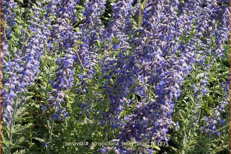Perovskia atriplicifolia 'Lacey Blue'®