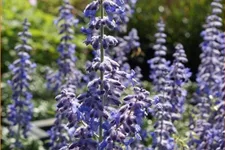 Perovskia atriplicifolia 'Lacey Blue'®