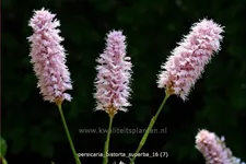 Persicaria bistorta 'Superba'