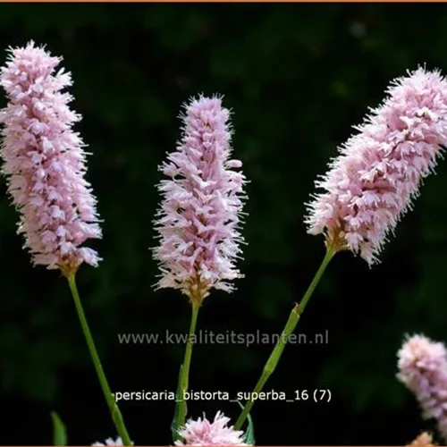 Persicaria bistorta 'Superba'