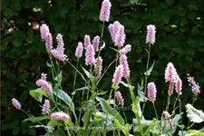 Persicaria bistorta 'Superba'