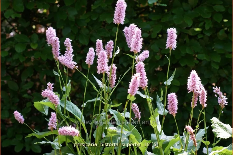 Persicaria bistorta 'Superba'