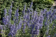 Perovskia atriplicifolia 'Lacey Blue'®