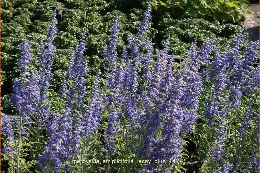 Perovskia atriplicifolia 'Lacey Blue'®