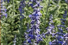 Perovskia atriplicifolia 'Lacey Blue'®