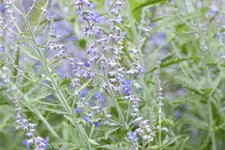 Perovskia atriplicifolia 'Lacey Blue'®
