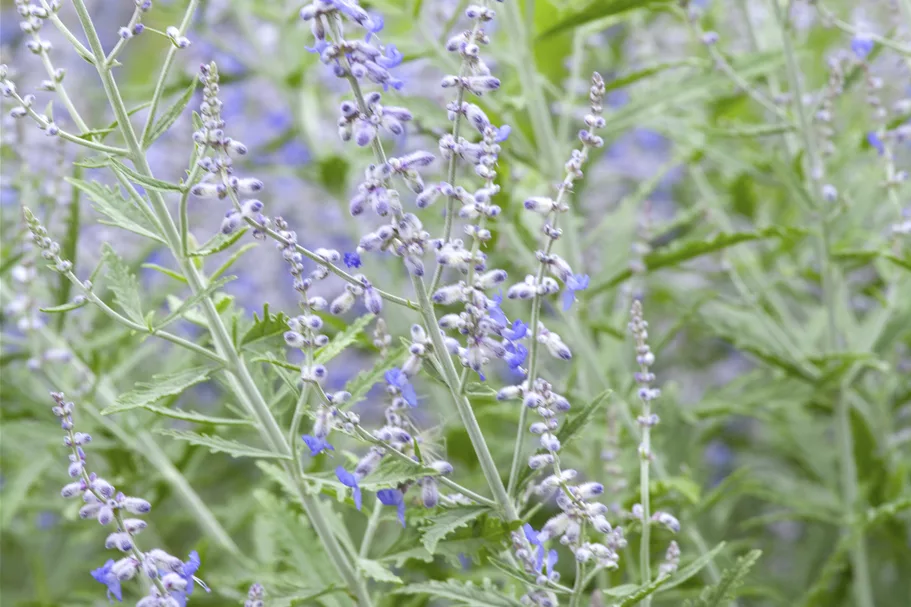 Perovskia atriplicifolia 'Lacey Blue'®