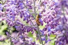Perovskia atriplicifolia 'Lacey Blue'®