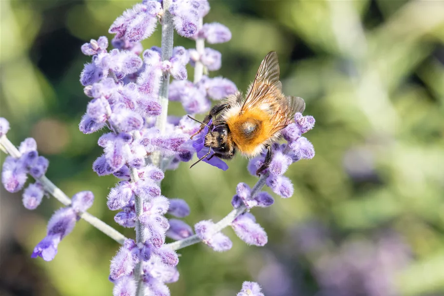 Perovskia atriplicifolia 'Lacey Blue'®