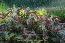 Persicaria microcephala 'Night Dragon'
