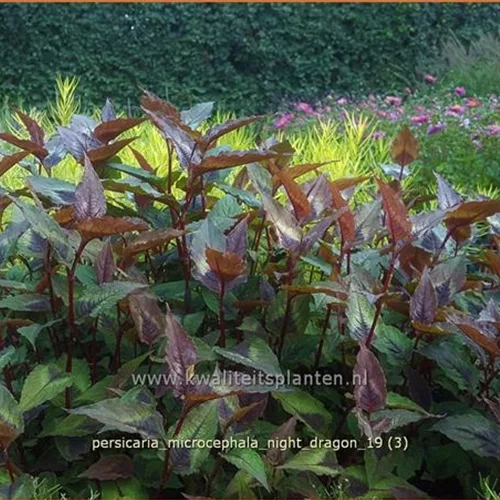 Persicaria microcephala 'Night Dragon'