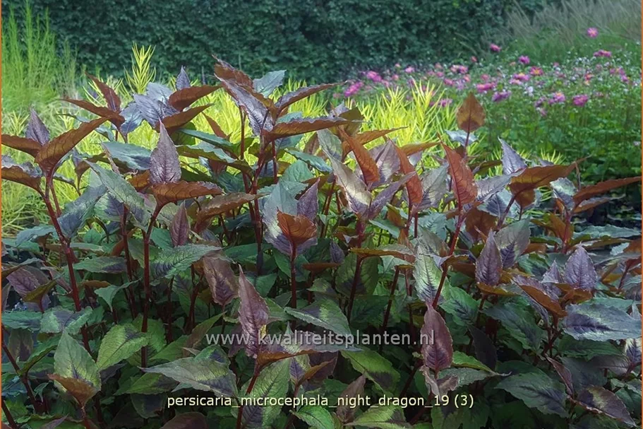 Persicaria microcephala 'Night Dragon'