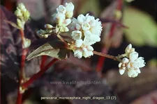 Persicaria microcephala 'Night Dragon'