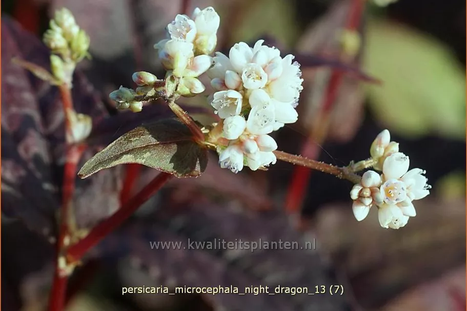 Persicaria microcephala 'Night Dragon'
