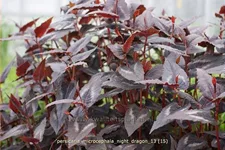 Persicaria microcephala 'Night Dragon'