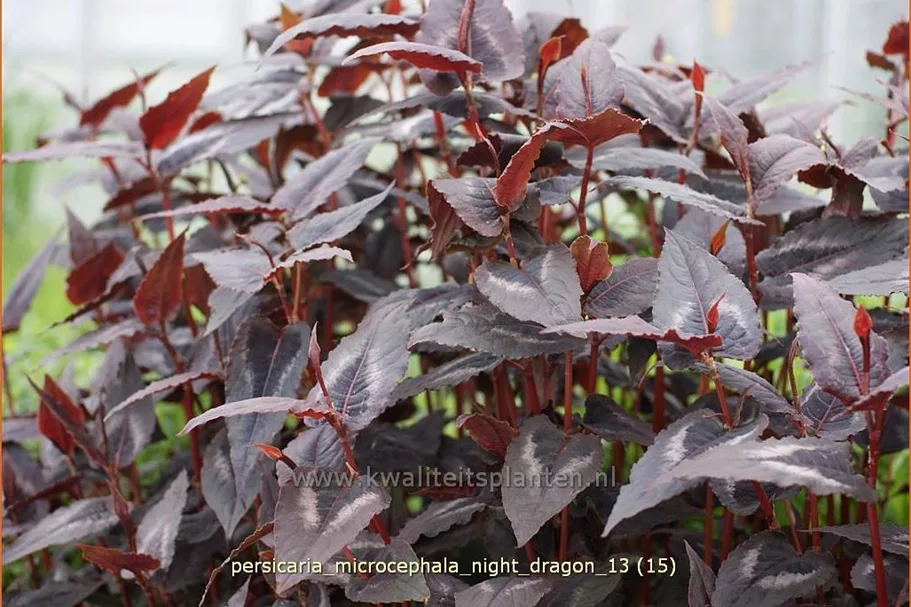 Persicaria microcephala 'Night Dragon'
