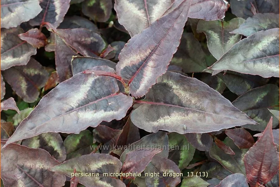 Persicaria microcephala 'Night Dragon'