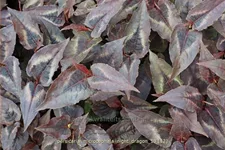 Persicaria microcephala 'Night Dragon'