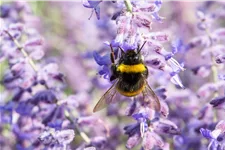 Perovskia atriplicifolia 'Lacey Blue'®