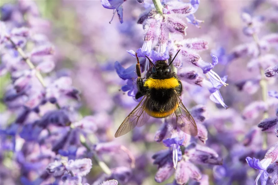 Perovskia atriplicifolia 'Lacey Blue'®
