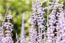Perovskia atriplicifolia 'Lacey Blue'®