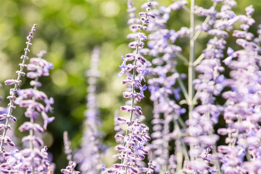 Perovskia atriplicifolia 'Lacey Blue'®