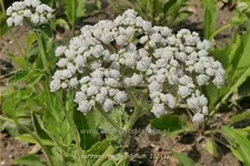Parthenium integrifolium