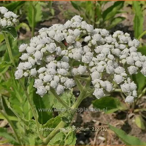 Parthenium integrifolium
