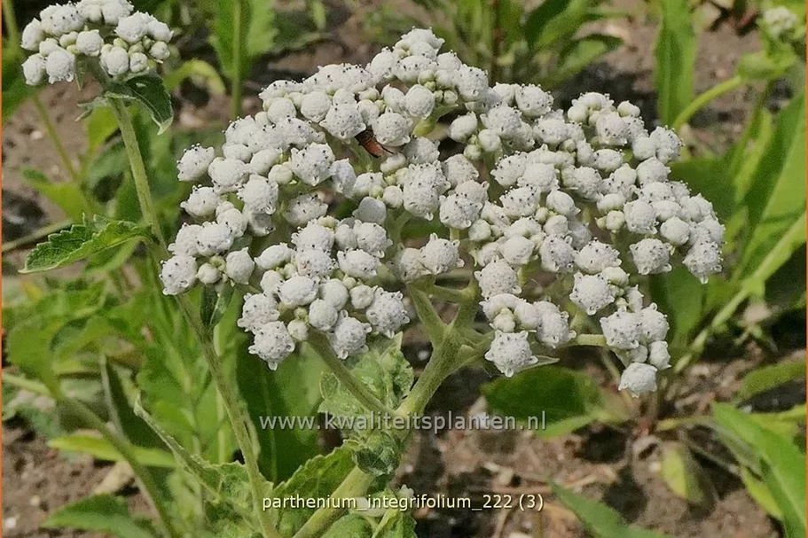 Parthenium integrifolium