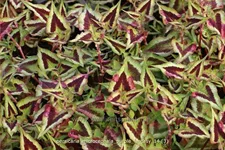 Persicaria microcephala 'Purple Fantasy'