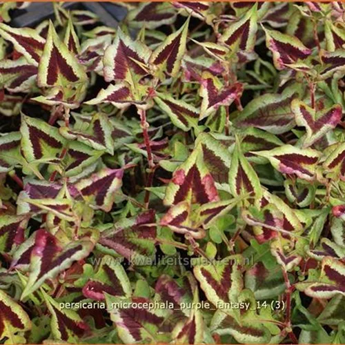 Persicaria microcephala 'Purple Fantasy'