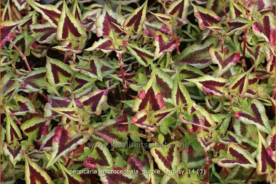 Persicaria microcephala 'Purple Fantasy'
