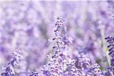 Perovskia atriplicifolia 'Lacey Blue'®